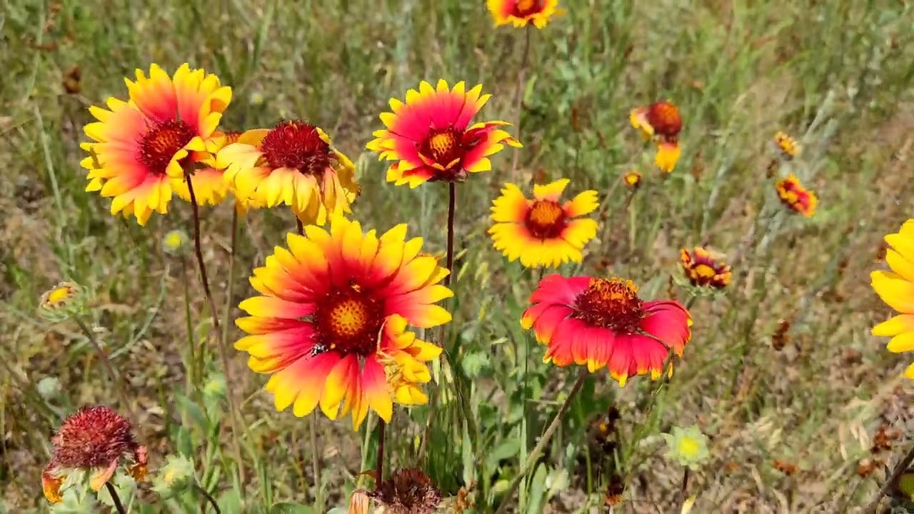 Aceste 3 plante perene vor supraviețui oricărei călduri și vor înflori toată vara — o adevărată descoperire pentru grădină