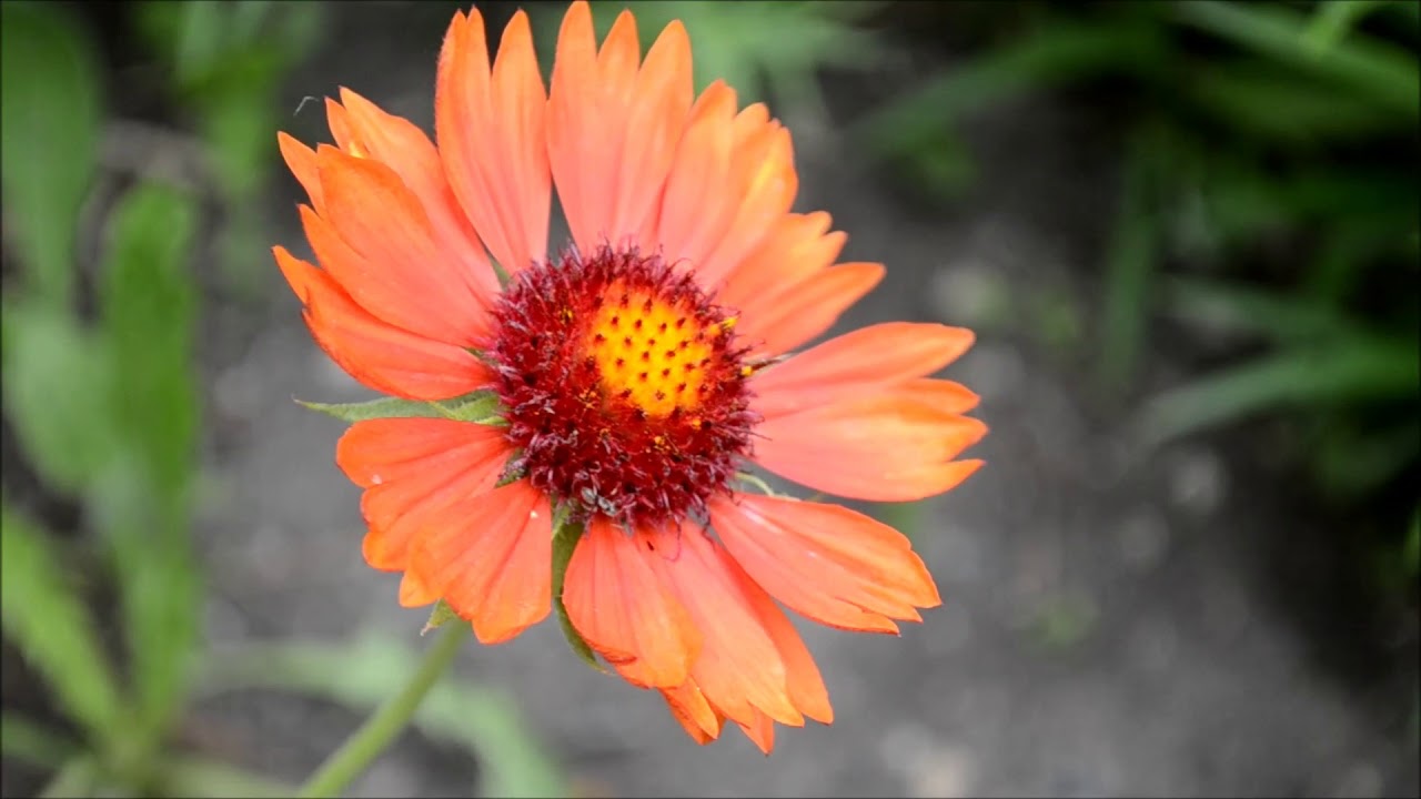 Aceste 3 plante perene vor supraviețui oricărei călduri și vor înflori toată vara — o adevărată descoperire pentru grădină