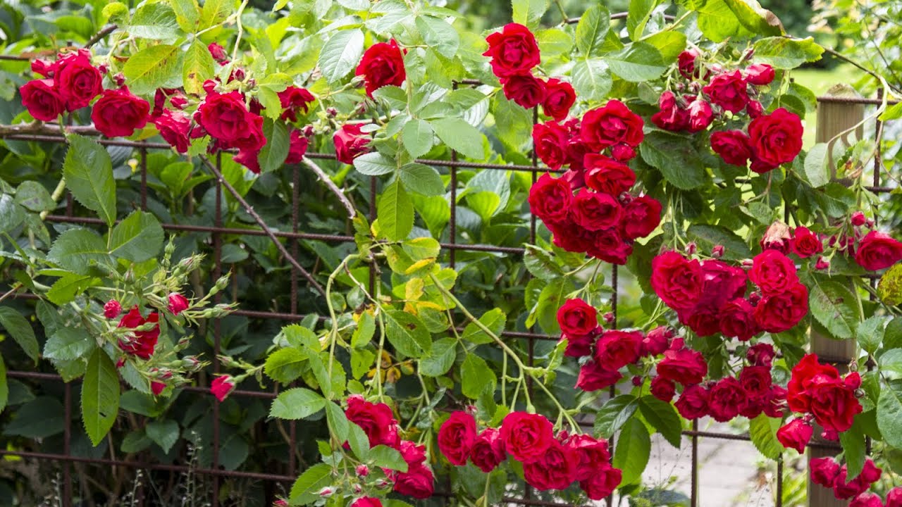 Am descoperit trandafirul californian: o plantă cățărătoare care transformă grădina dvs. într-un paradis floral.