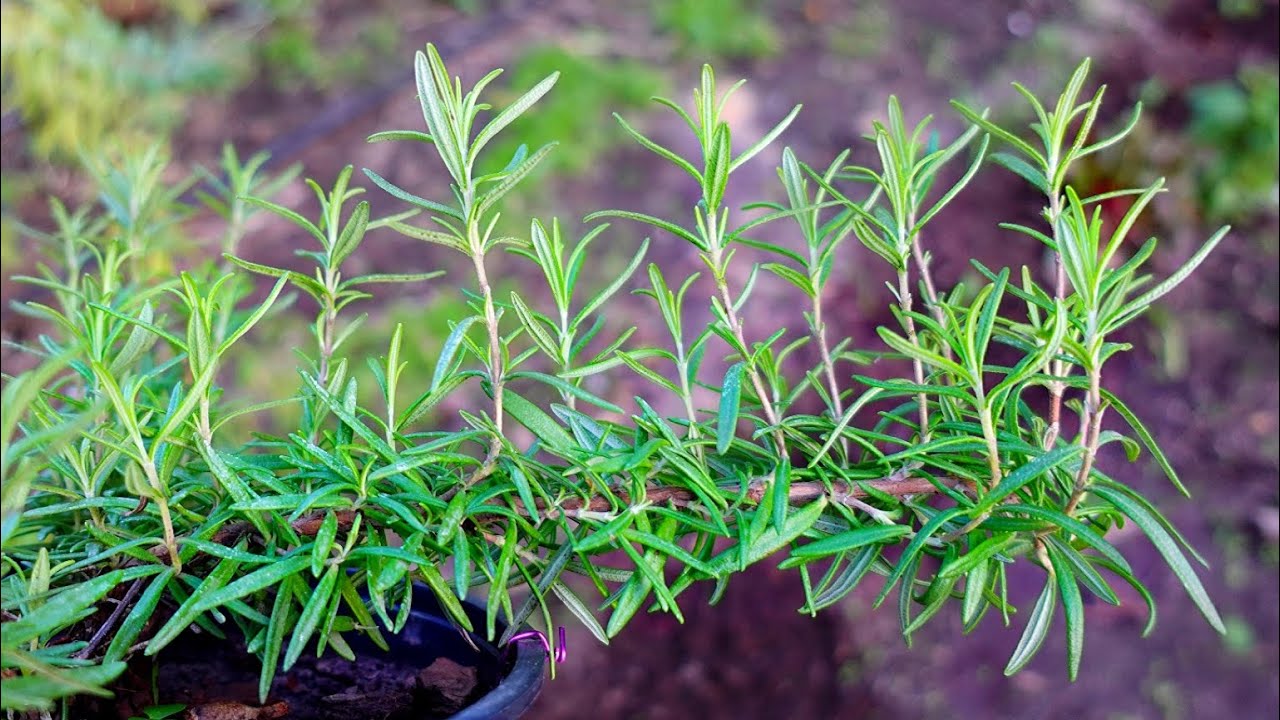 Nici umedă, nici argiloasă: ce tip de sol este necesar pentru ca rozmarinul să crească sănătos în grădină?