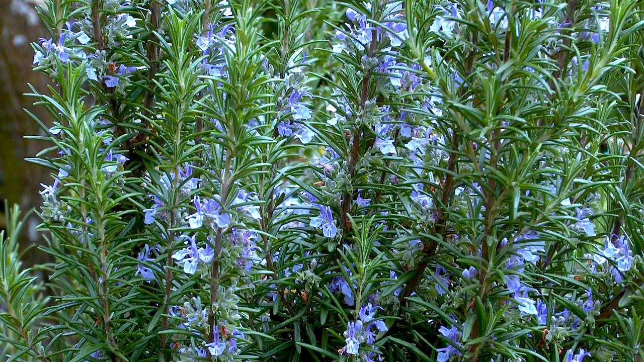 Nici umedă, nici argiloasă: ce tip de sol este necesar pentru ca rozmarinul să crească sănătos în grădină?