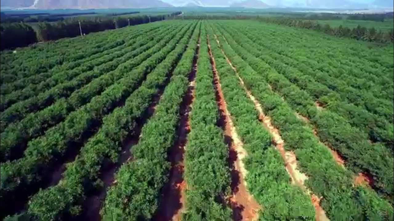 Așa va arăta impresionantul Parc Avocado, care va pune Republica Dominicană pe harta agroturismului.