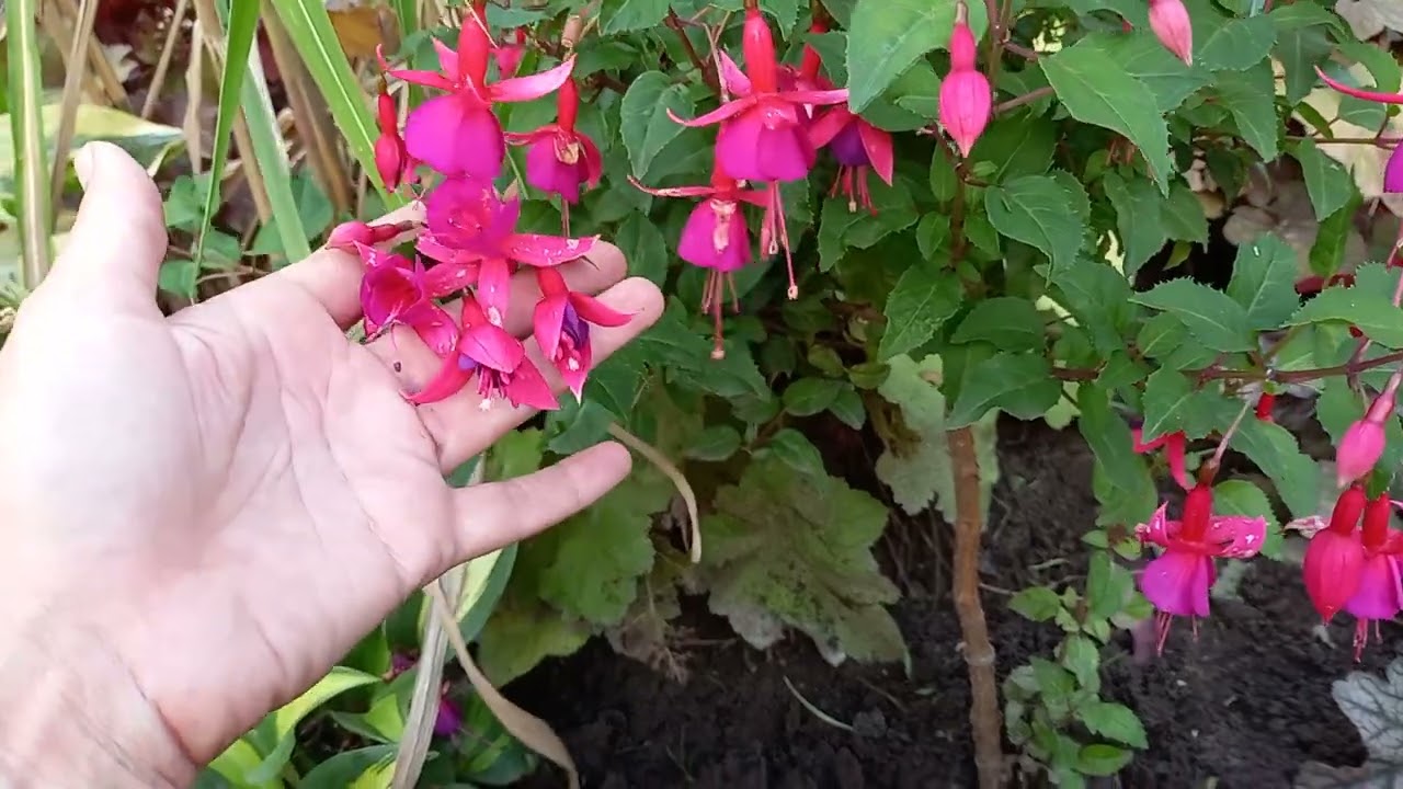 Grădinărit: Iată plantele care atrag colibri în grădina dvs.