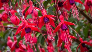 Grădinărit: Iată plantele care atrag colibri în grădina dvs.