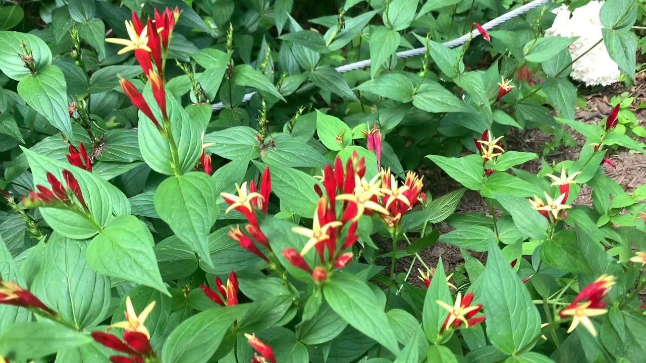 Grădinărit: Iată plantele care atrag colibri în grădina dvs.