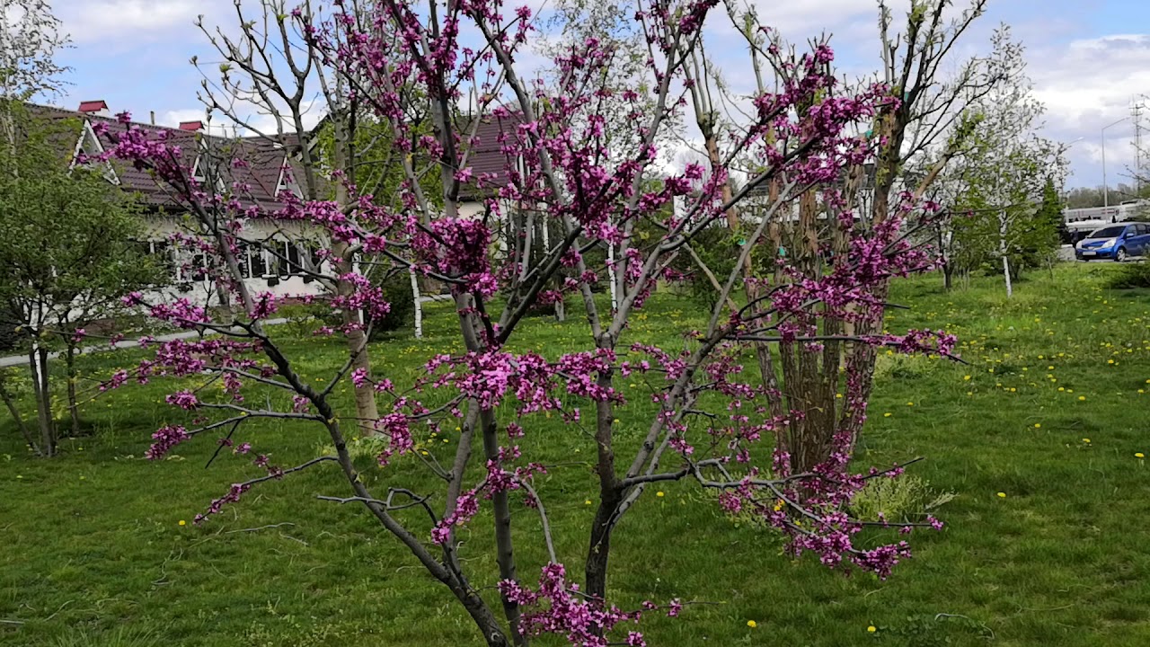 Un copac parfumat, ideal pentru crearea unui cortin floral în grădină.