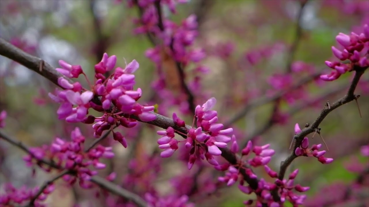 Un copac parfumat, ideal pentru crearea unui cortin floral în grădină.