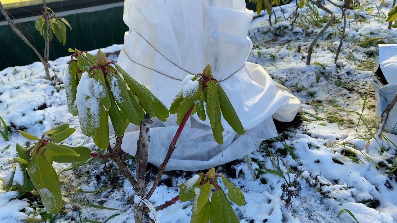 De ce rododendronul se ofilește iarna?