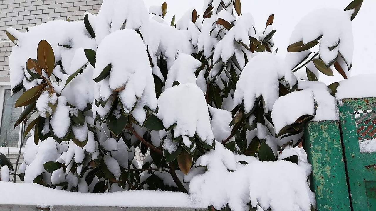 De ce rododendronul se ofilește iarna?