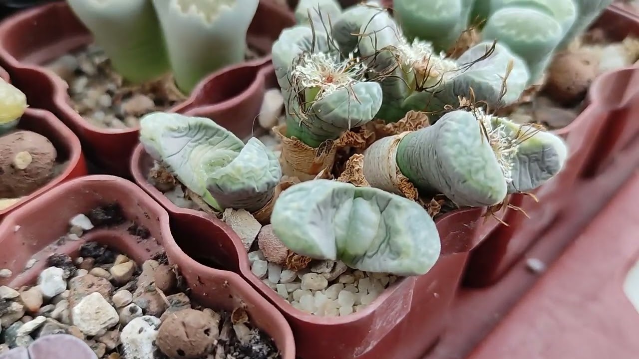 Puneți-l lângă flori. În timpul iernii, acestea nu mai se usucă.