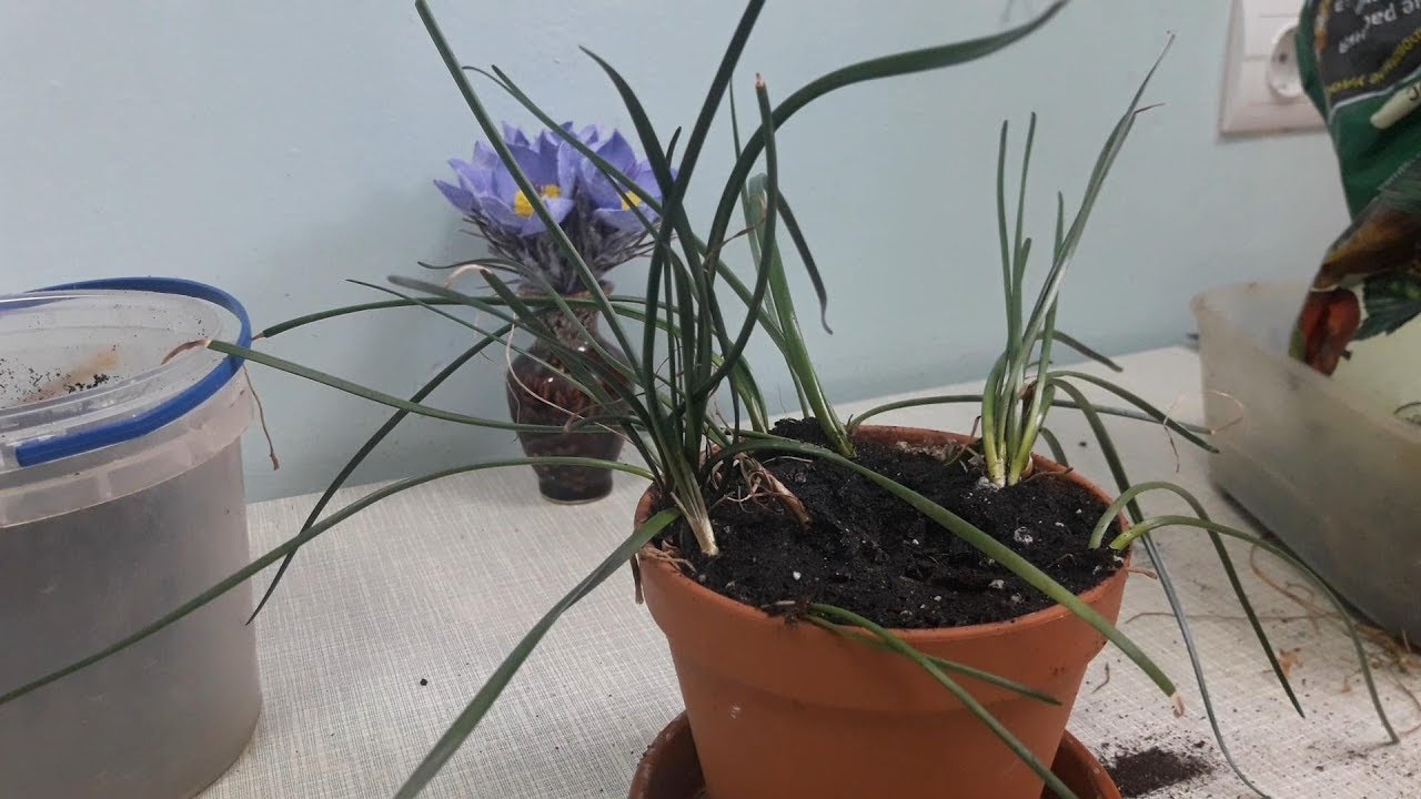 Puneți-l lângă flori. În timpul iernii, acestea nu mai se usucă.