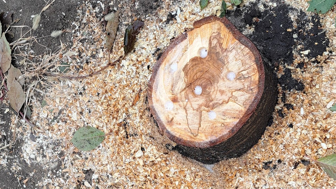 Toarnă asta în trunchi și se va descompune singur. Nu e nevoie să sapi.