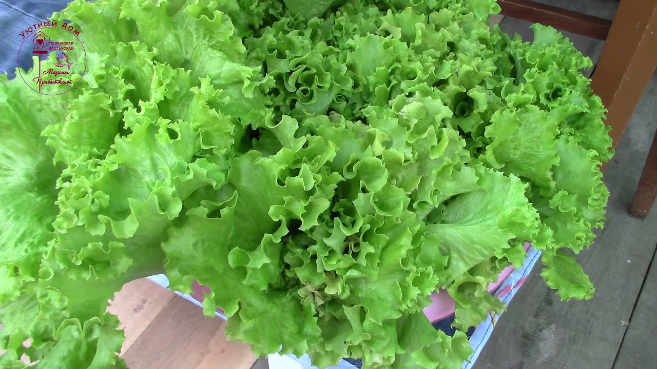 De ce oamenii din vechime culegeau salata frunză cu frunză în timpul iernii?