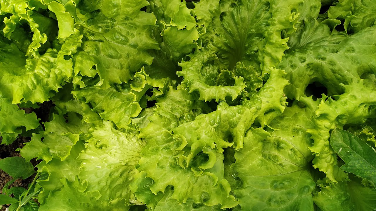 De ce oamenii din vechime culegeau salata frunză cu frunză în timpul iernii?