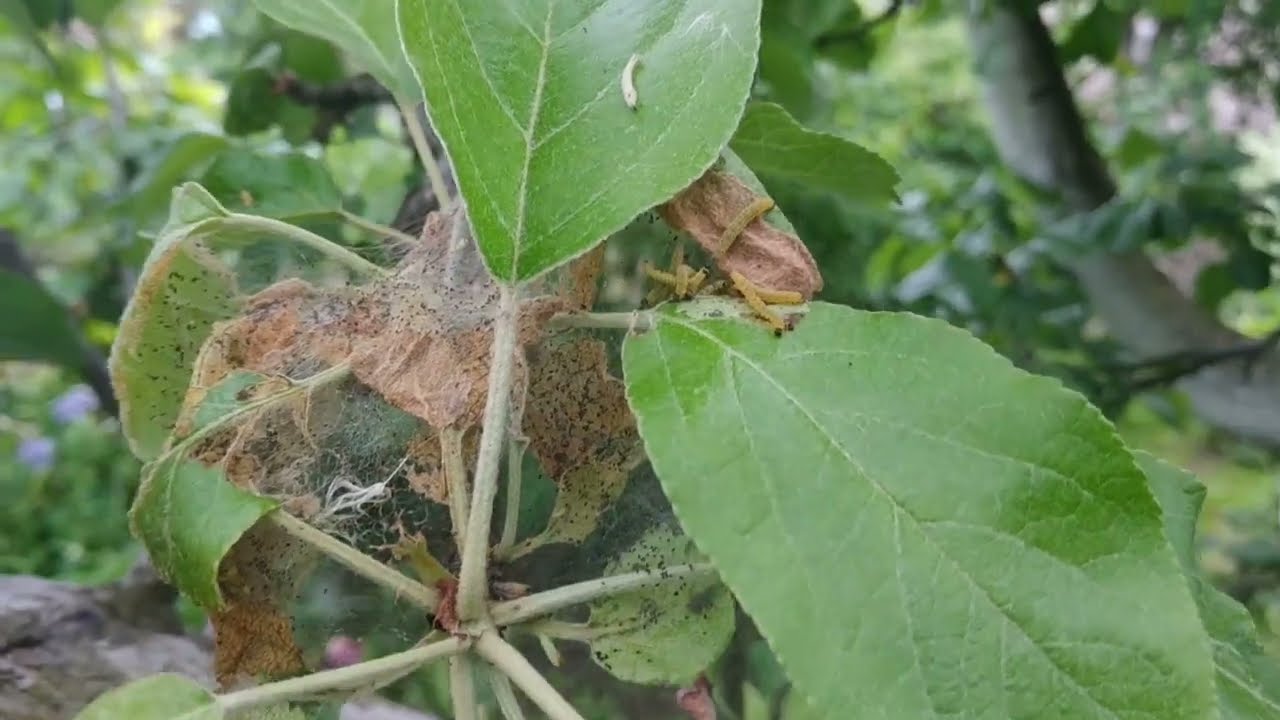 În februarie, udați cu acest remediu buștenii. Acest lucru vă va scuti de larvele moliei buștenilor și va salva tufișul.