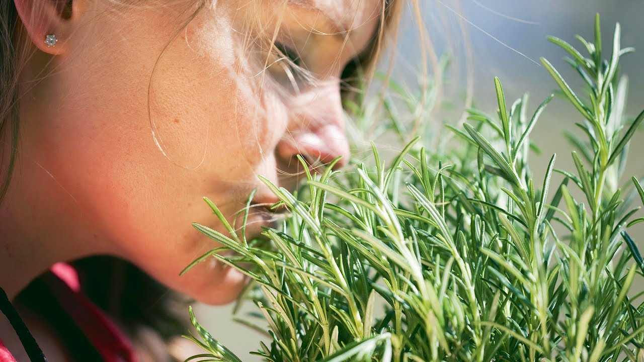Nici umedă, nici nisipoasă: acesta este tipul de sol necesar rozmarinului pentru o creștere sănătoasă.