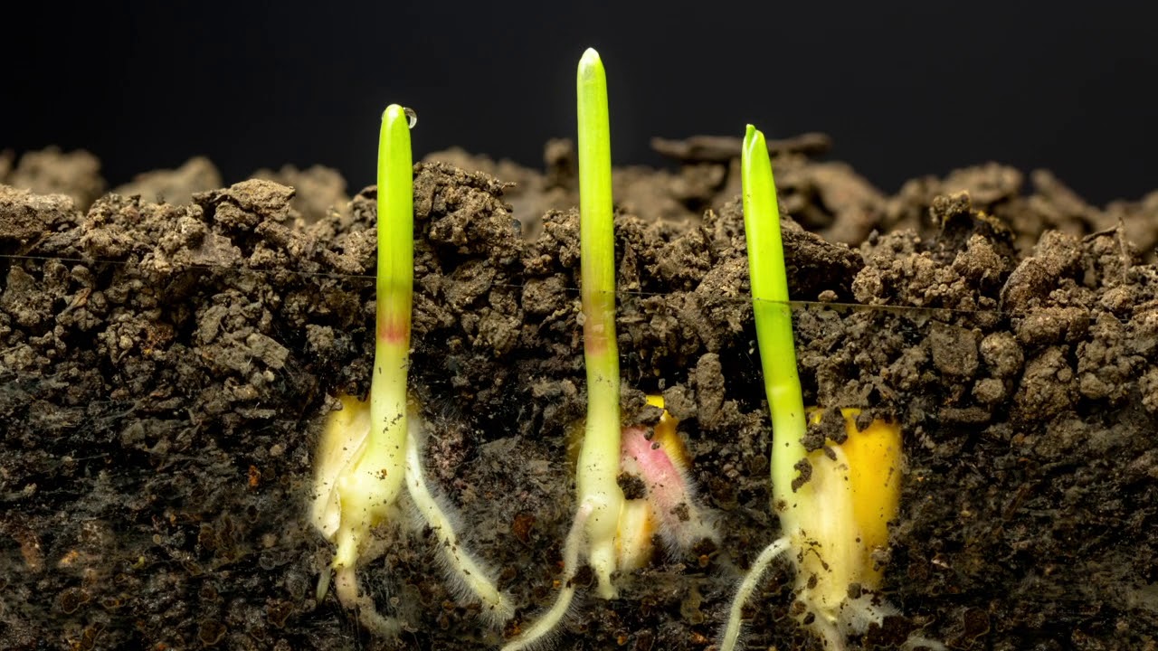 Nici umedă, nici nisipoasă: acesta este tipul de sol necesar rozmarinului pentru o creștere sănătoasă.