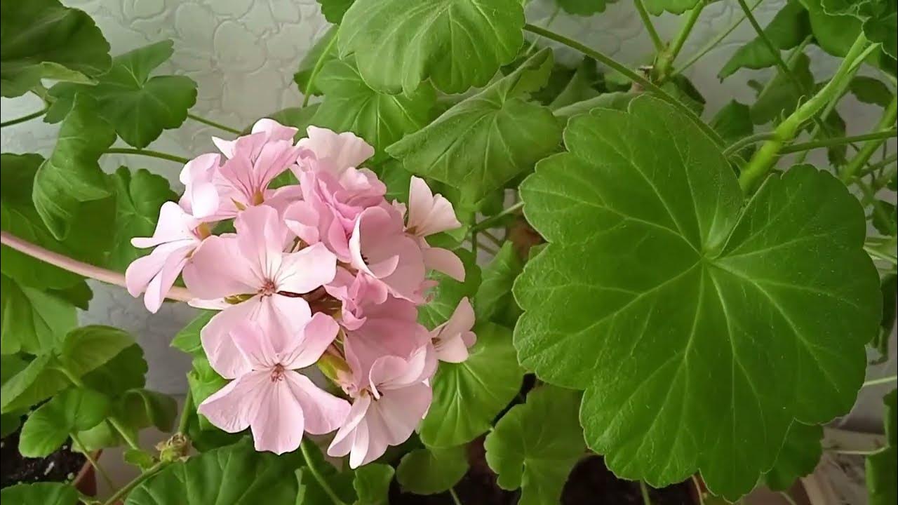 Geraniile vor da de două ori mai multe flori: o metodă simplă de înrădăcinare în timpul iernii, fără efort