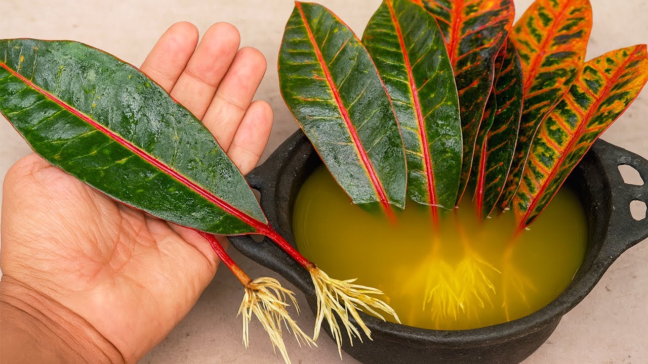 Cum să păstrați frunzele plantelor strălucitoare pe durata iernii americane