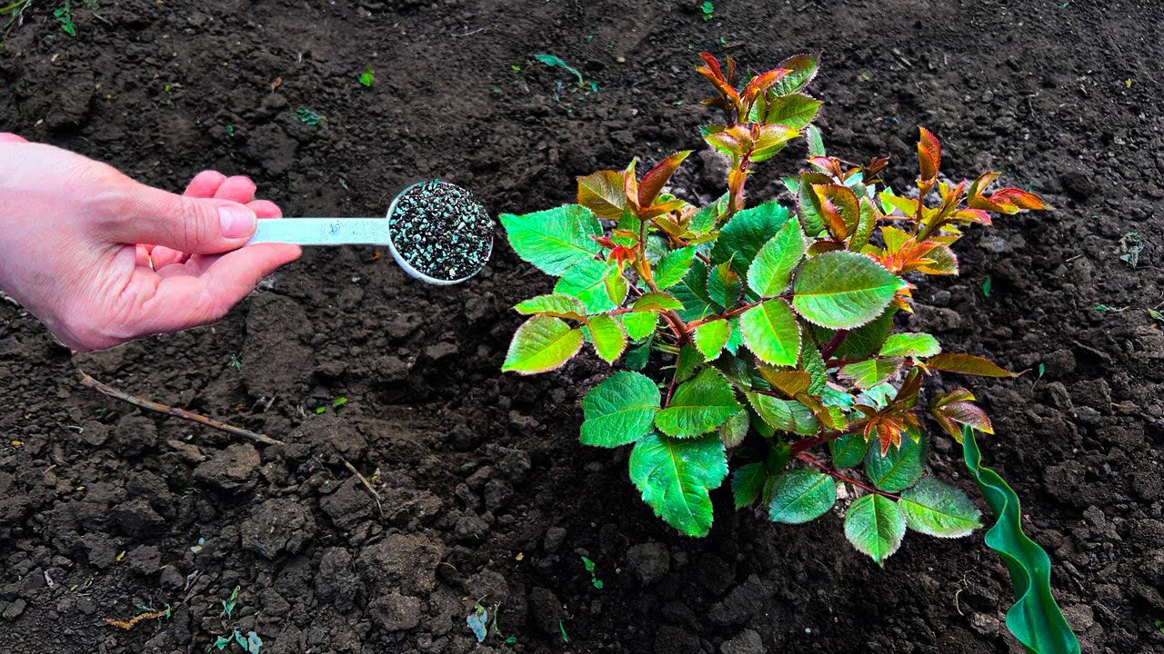 Nu vă grăbiți cu fertilizarea! De această singură dată depinde dacă trandafirii dvs. vor înflori vara.