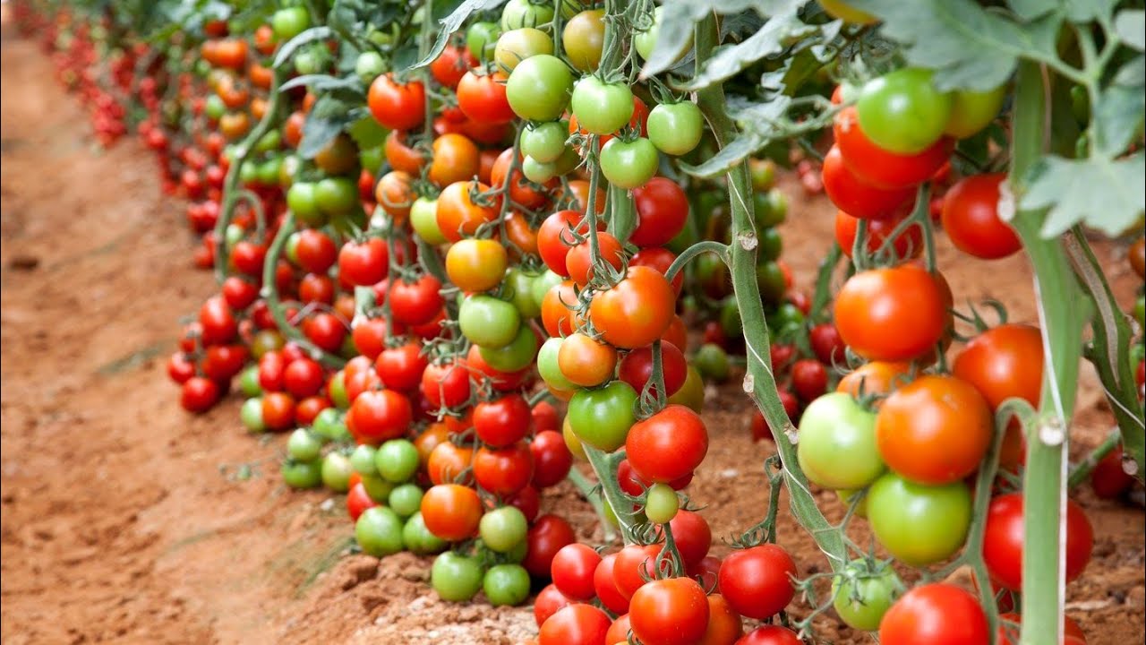 Îngroparea cojii de avocado în plantele de roșii: de ce este necesar și de ce este recomandat.