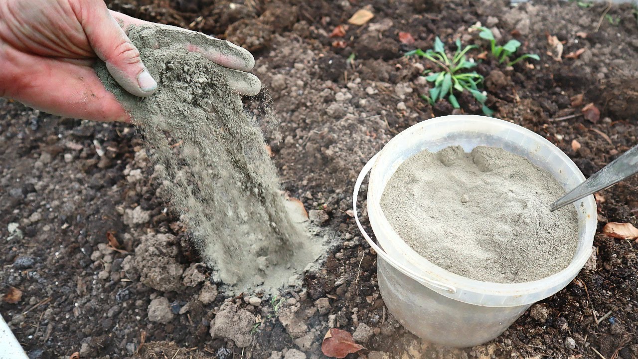 Acum aveți destul de mult acasă. Adunați-l și în primăvară veți obține îngrășământ gratuit pentru roșii.