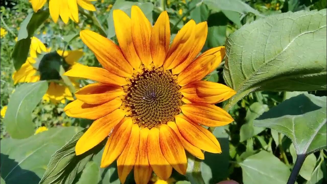 Nu este doar o decorație: florile plasate în centrul compoziției atrag bogăția.