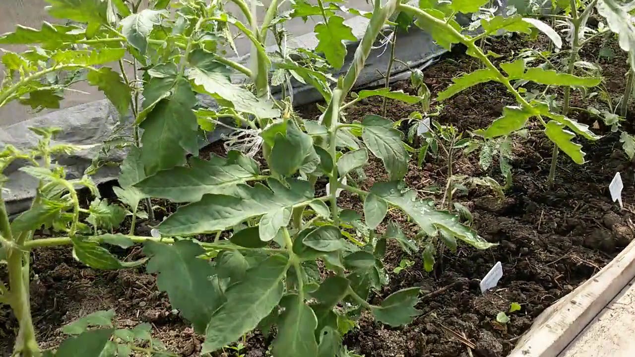 Acum aveți destul de mult acasă. Adunați-l și în primăvară veți obține îngrășământ gratuit pentru roșii.