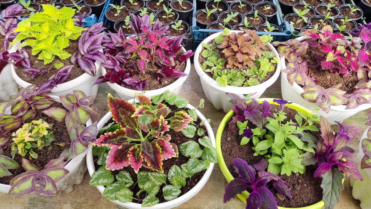 Ce înseamnă, din punct de vedere psihologic, să-ți umpli casa cu plante?