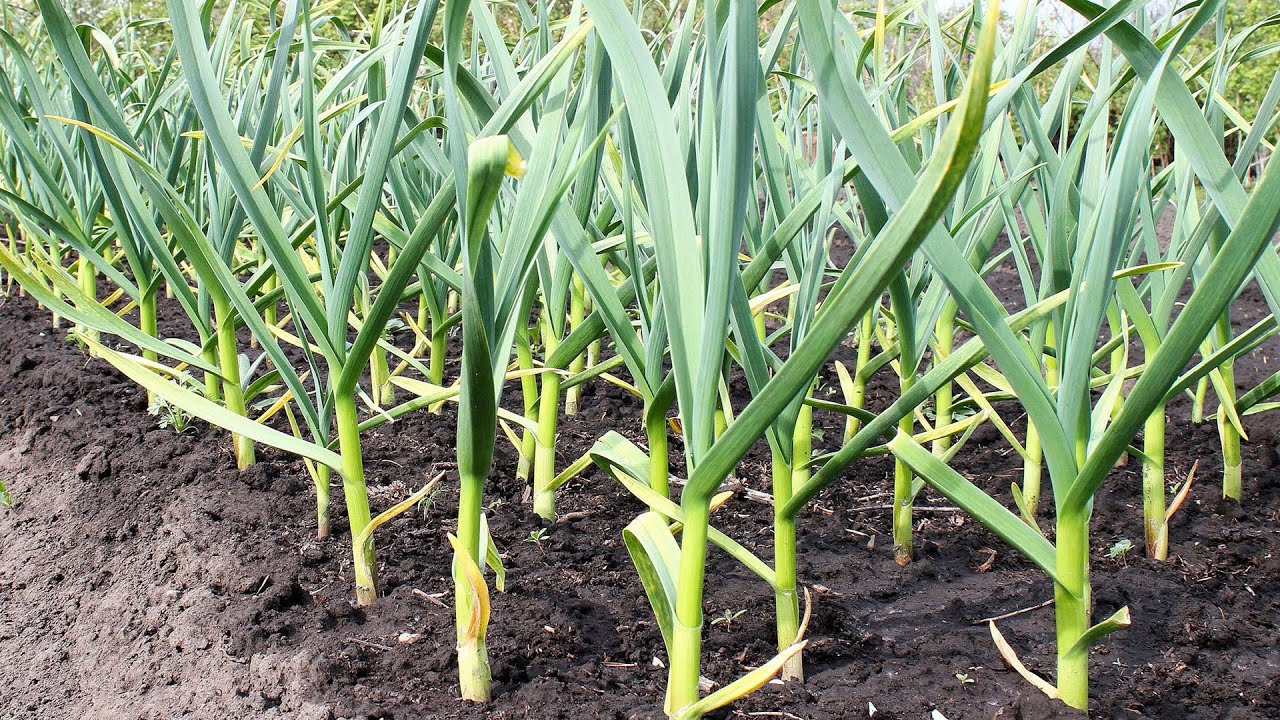 Ce să plantezi sub pomii fructiferi? Aceste plante nu numai că protejează, dar și măresc recolta.