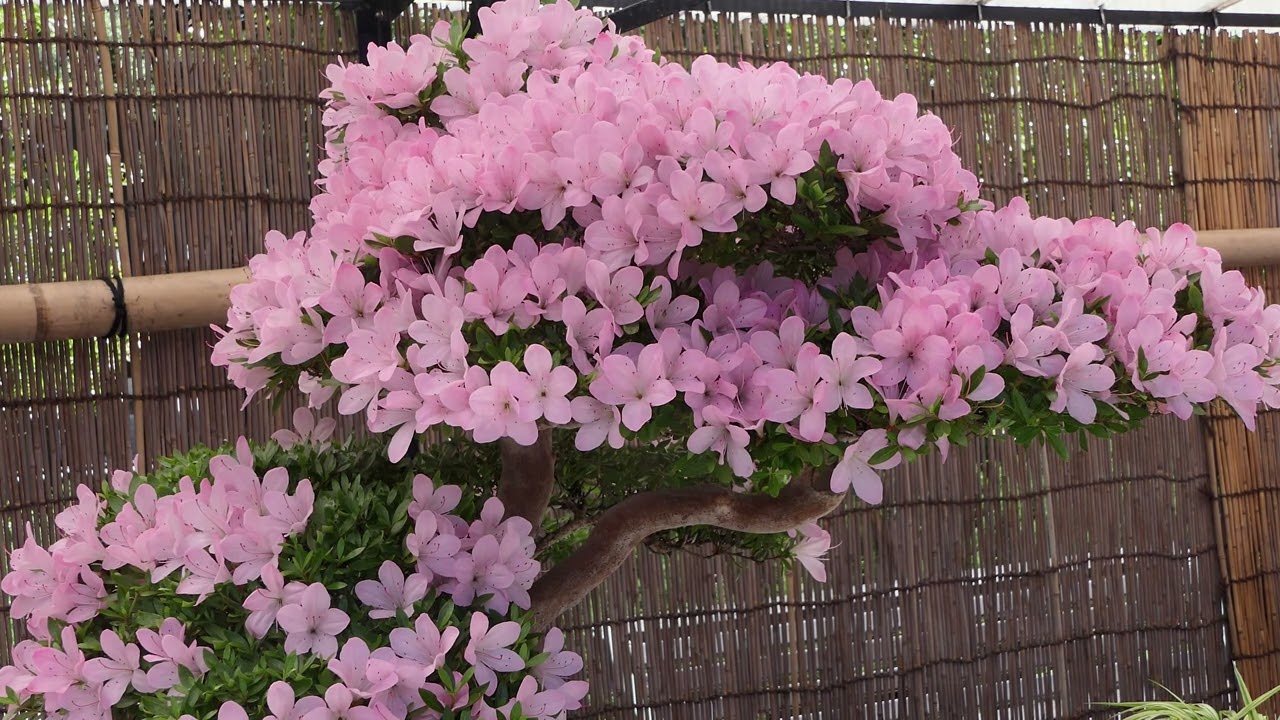 Azaliile din grădină – frumoase, dar care necesită îngrijire specială?