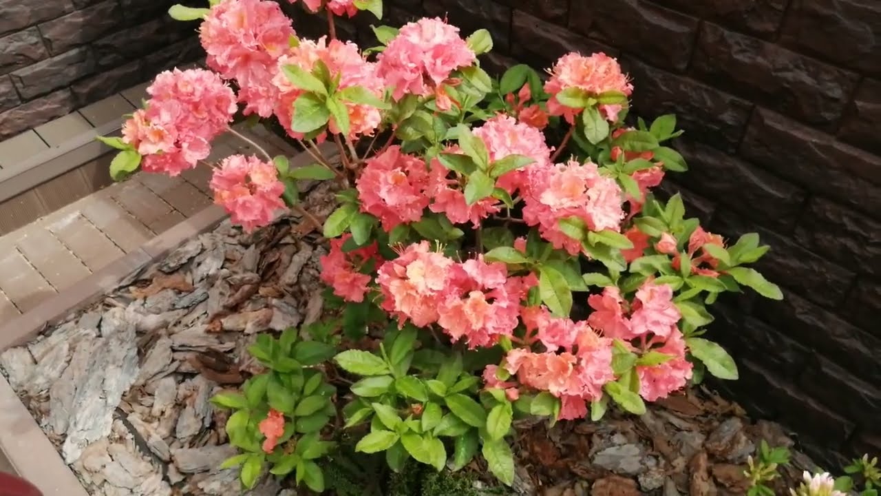 Azaliile din grădină – frumoase, dar care necesită îngrijire specială?