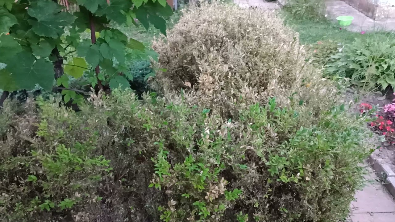 În februarie, udați buștenii cu acest remediu. Acest lucru vă va scăpa de larvele moliei buștenilor și va salva tufișul.