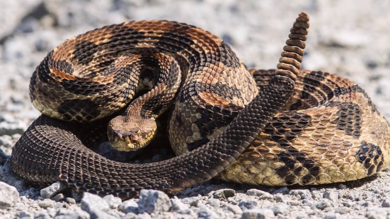 Iată cum natura sfidează limitele foamei: secretul biologic al supraviețuirii șerpilor fără hrană.