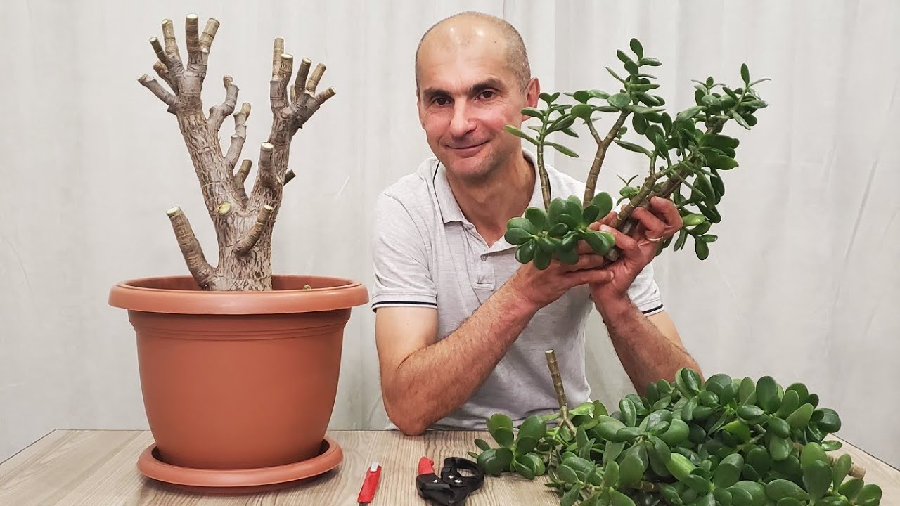 Cum să tăiați corect plantele fără teamă: tăierea care întinerește plantele din grădina dvs.