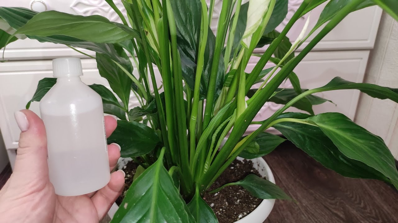 Scoateți planta din pahar și puneți-o într-un ghiveci cu crin pașnic. Acest lucru o va ajuta să-și recâștige forța și frumusețea.