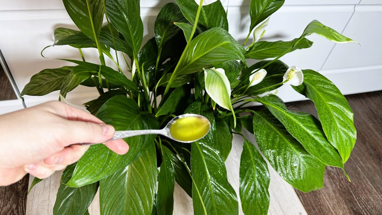 Scoateți planta din pahar și puneți-o într-un ghiveci cu crin pașnic. Acest lucru o va ajuta să-și recâștige forța și frumusețea.