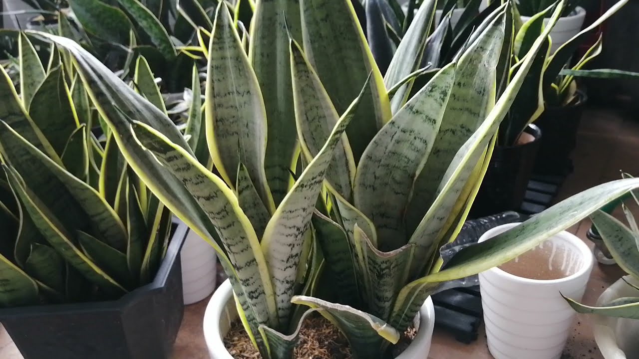 Puneți-l în dormitor. Produce oxigen noaptea și îmbunătățește cu adevărat somnul.