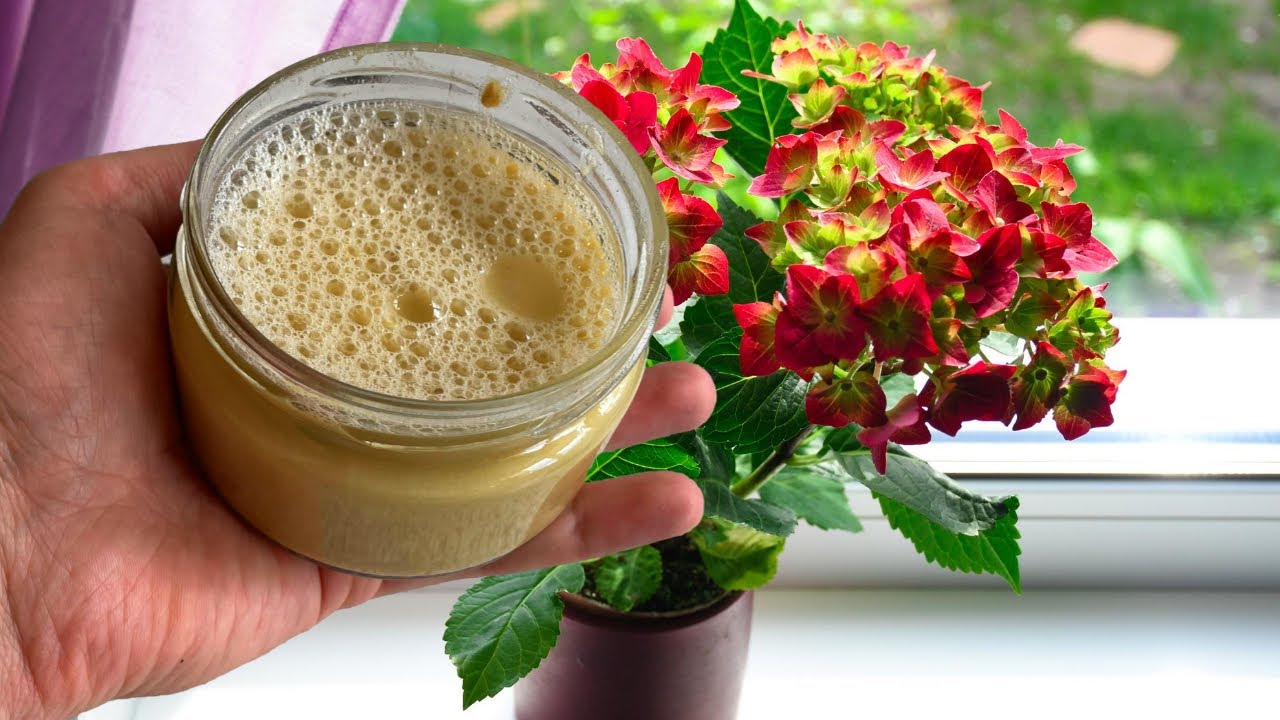 Pregătiți îngrășământ cu drojdie pentru plantele din ghivece. Nu veți mai vedea niciodată o astfel de abundență de flori.