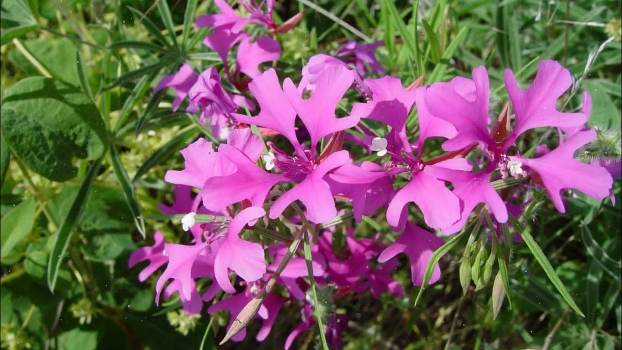 Aduce în grădină o întreagă paletă de culori. Înflorește abundent chiar și în condiții de sol moderat.