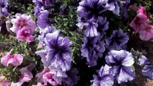 Aduce în grădină o întreagă paletă de culori. Înflorește abundent chiar și în condiții de sol moderat.