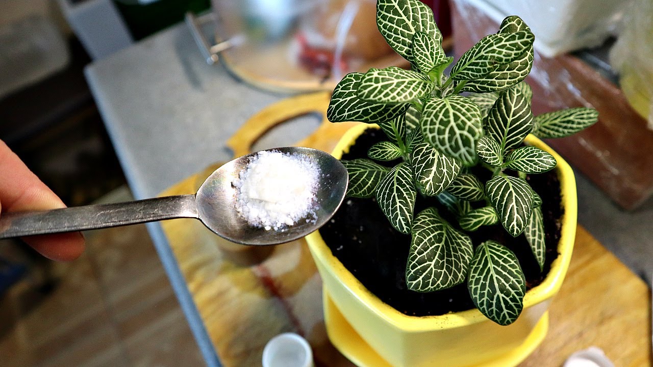 Pregătiți îngrășământ cu drojdie pentru plantele din ghivece. Nu veți mai vedea niciodată o astfel de abundență de flori.