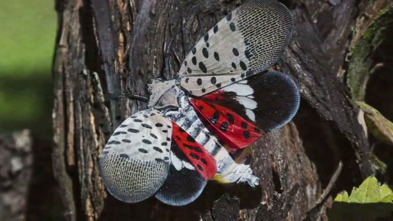 Acest dăunător invaziv amenință principalele culturi agricole din cel puțin 14 state și provoacă îngrijorare în sectorul agricol din SUA.