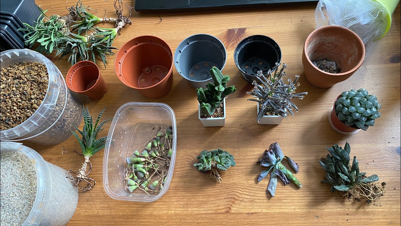 Cum să puneți folie de aluminiu într-un ghiveci cu suculente: la ce servește și cum se utilizează.