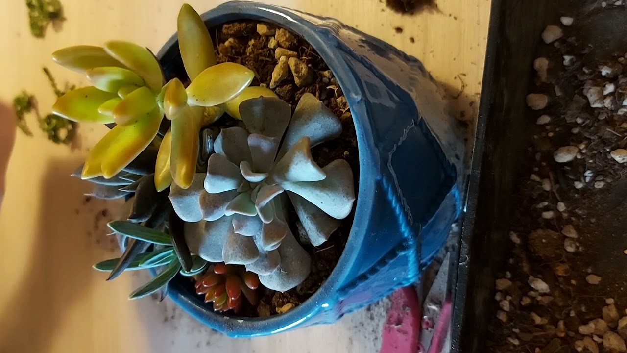 Cum să puneți folie de aluminiu într-un ghiveci cu suculente: la ce servește și cum se utilizează.