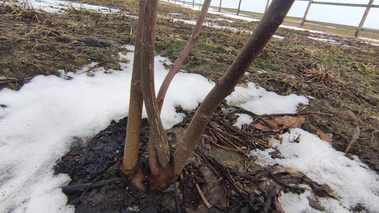 În timpul iernii, pomii fructiferi trebuie văruiți de mai multe ori. Pentru o protecție mai bună, se poate adăuga var.