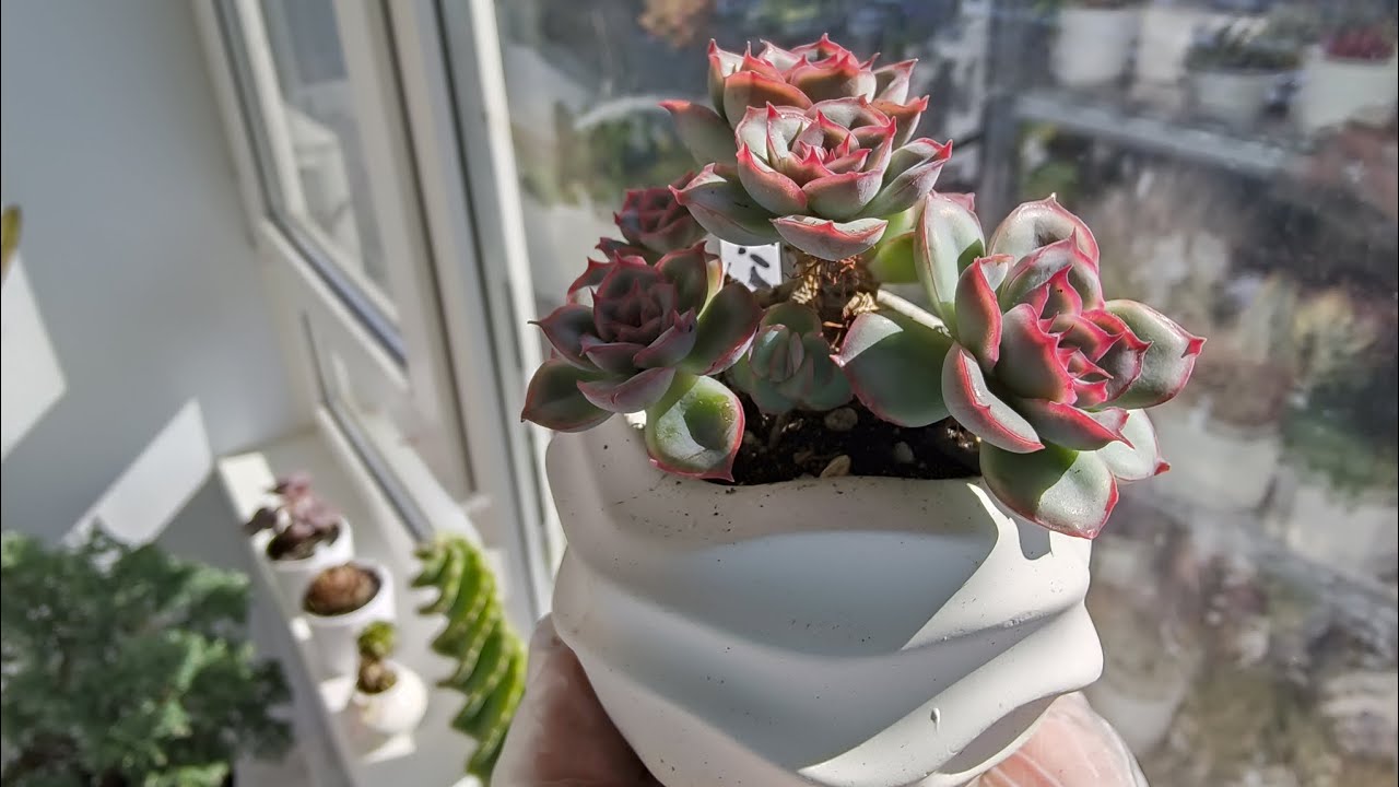 Cum să puneți folie de aluminiu într-un ghiveci cu suculente: la ce servește și cum se utilizează.