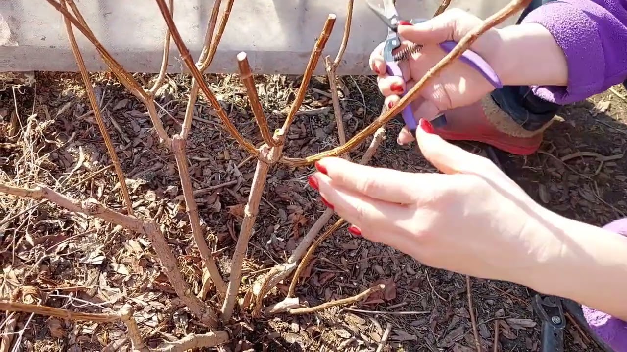 Cum să tăiați corect plantele fără teamă: tăierea care întinerește plantele din grădina dvs.