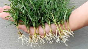 Cum să înmulțiți ramurile de rozmarin pentru ca grădina dvs. să arate verde.