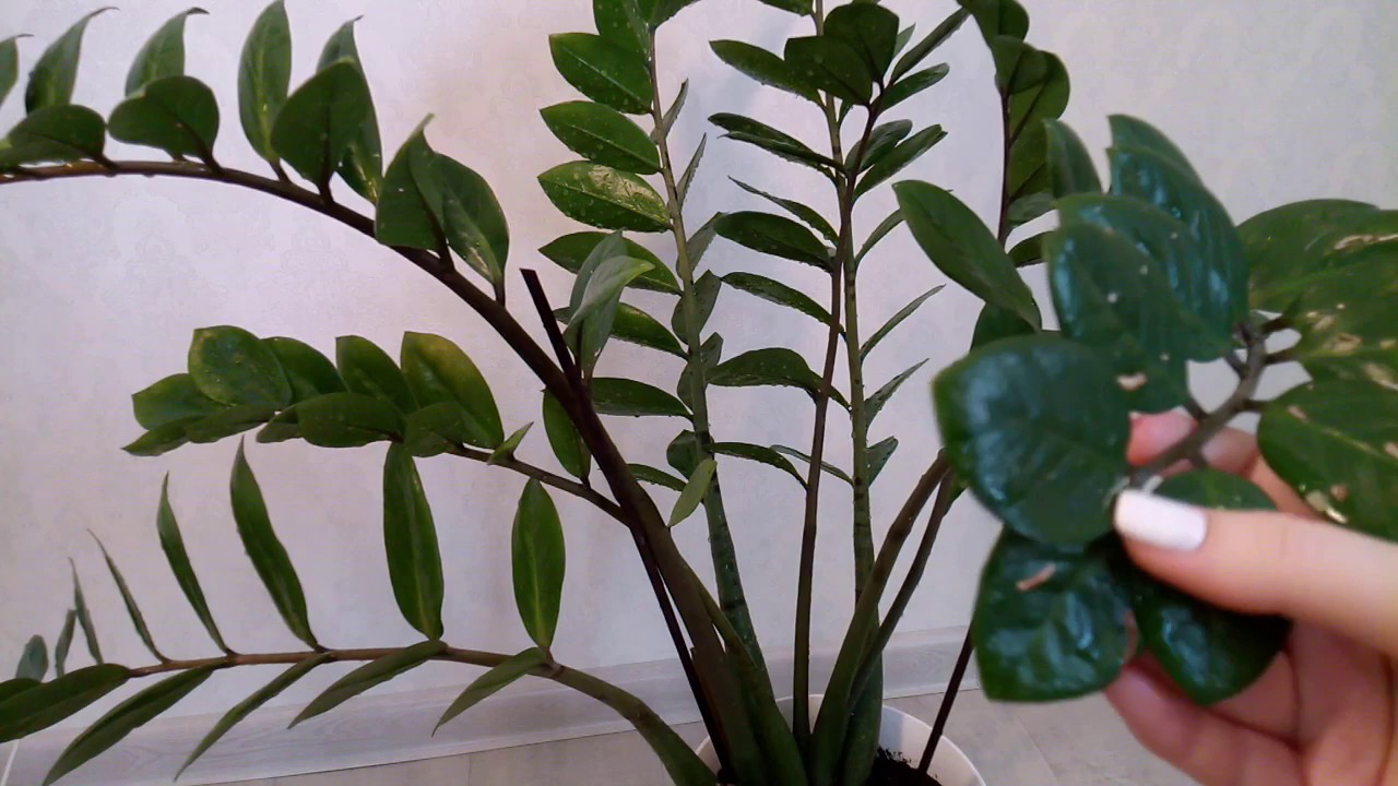 Planta „nemuritoare” care a devenit la modă în birouri: de ce toată lumea vrea să o vadă pe birourile lor.